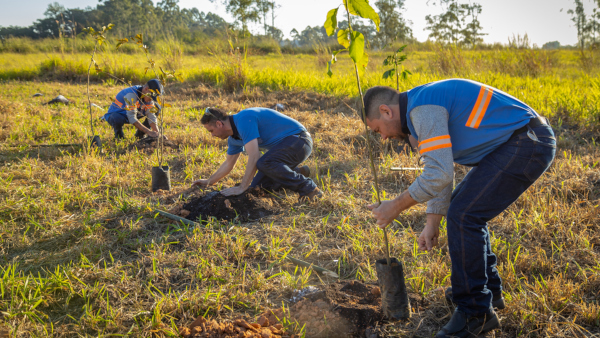 Tree Planting Activities at the Ca&ccedil;apava Plant