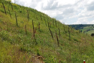 Planted trees at finished areas at the Melfi sand quarry